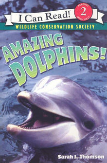 Amazing Dolphins!