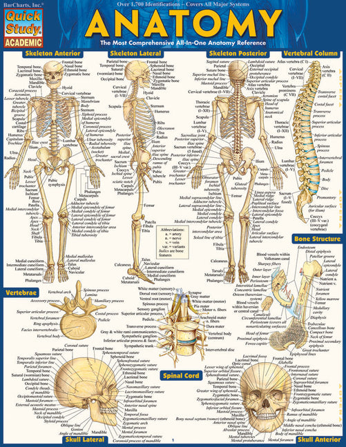 Anatomy: Quickstudy Laminated Reference Guide