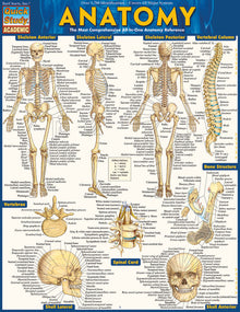 Anatomy: Quickstudy Laminated Reference Guide