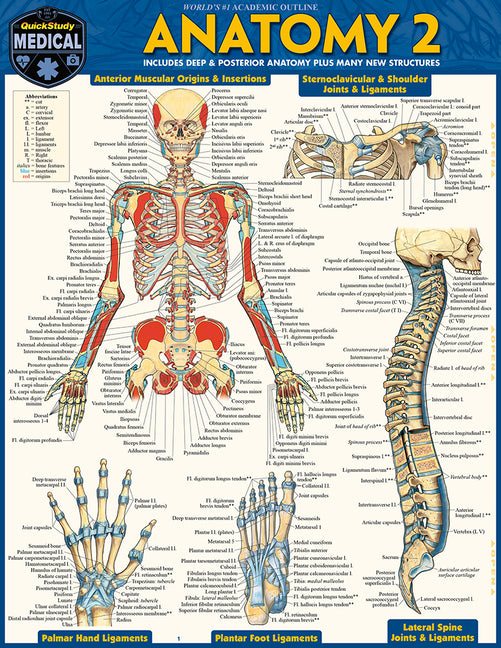 Anatomy 2 - Reference Guide (8.5 X 11): A Quickstudy Laminated Reference Guide
