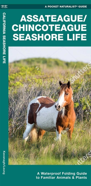 Assateague/Chincoteague Seashore Life, 2nd Ed: A Folding Guide to Familiar Animals & Plants