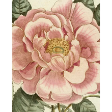 John Derian Picture Book II